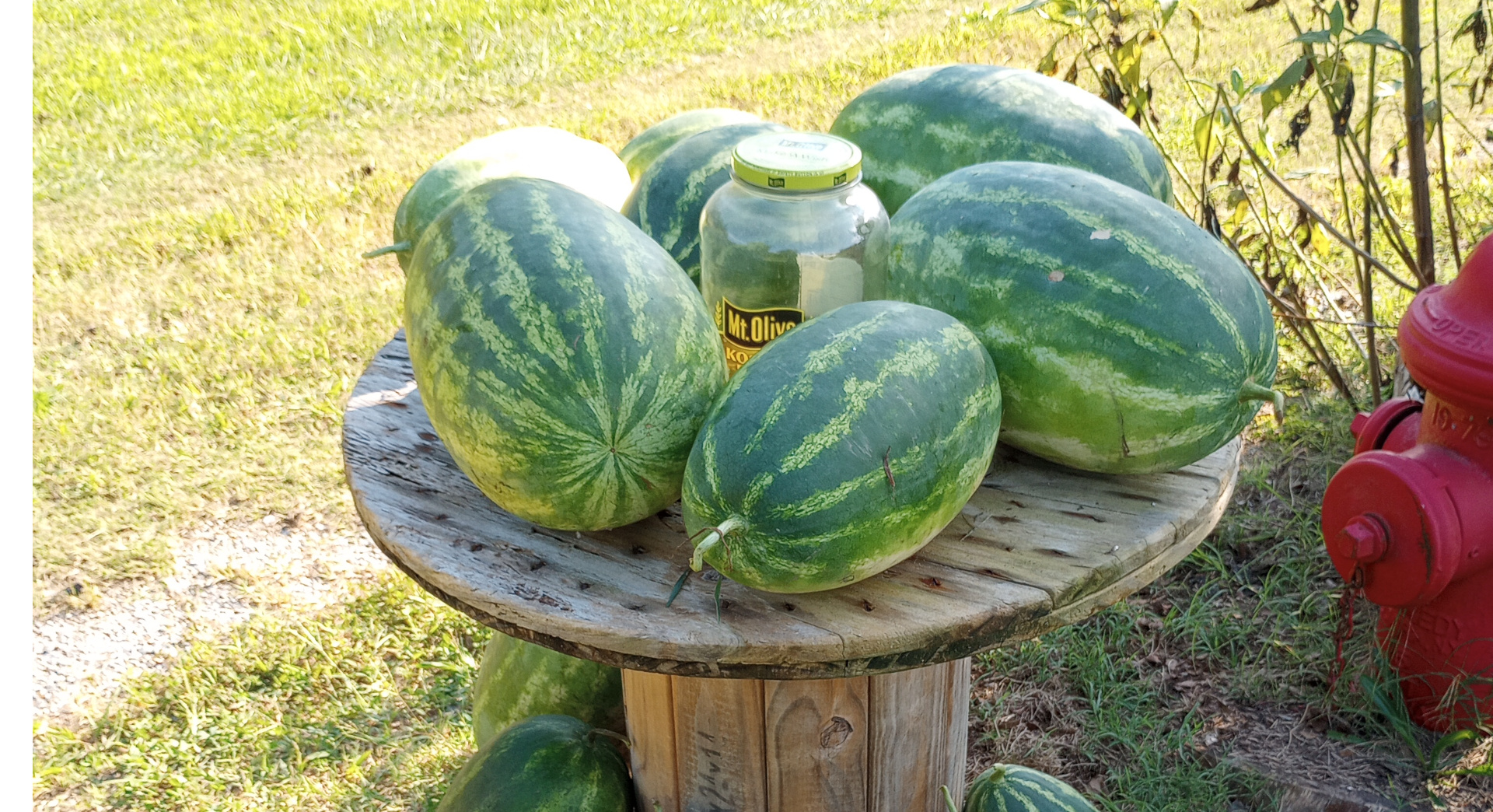 watermelons