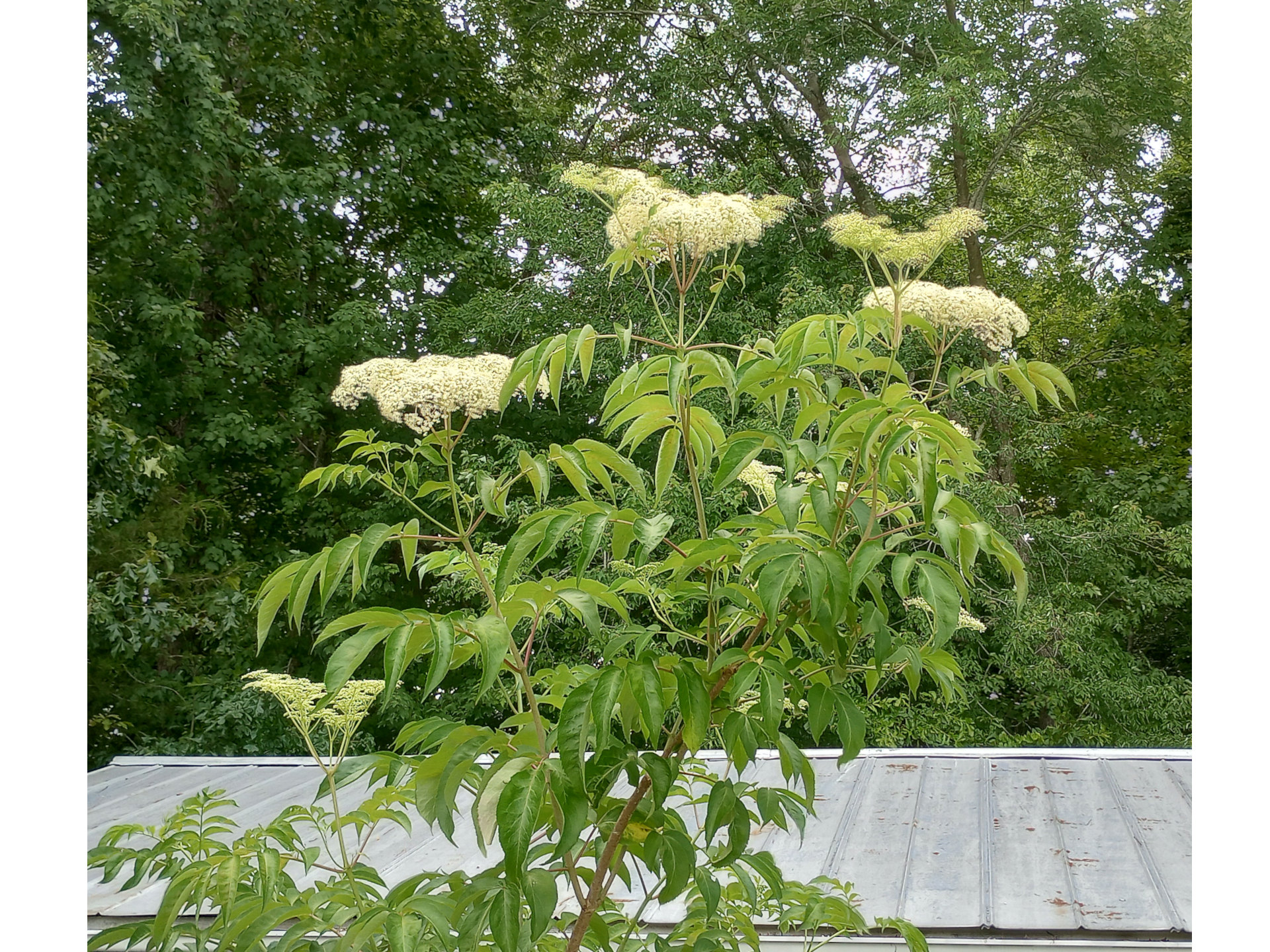 Elderberry-flower