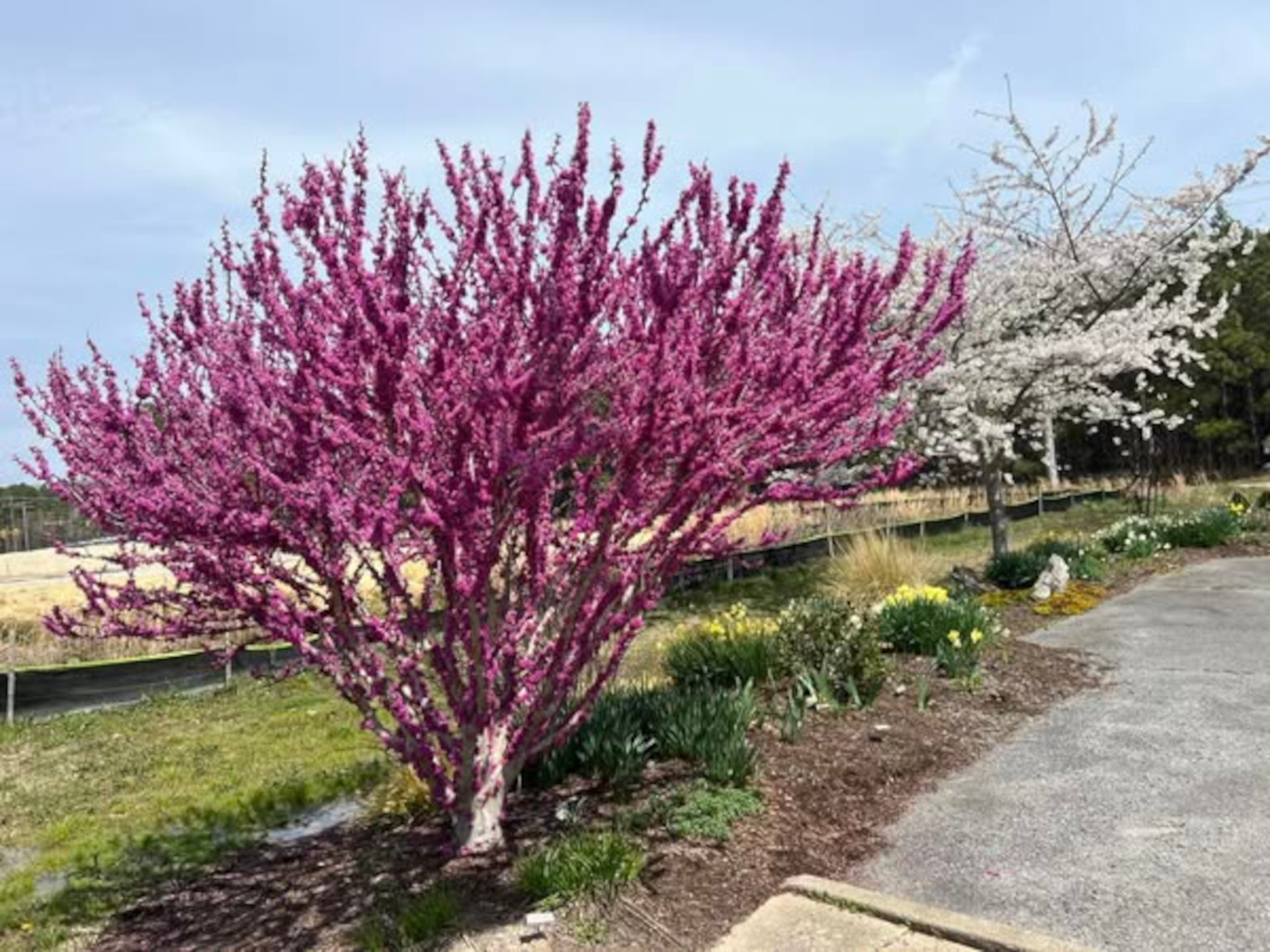Demonstration Garden