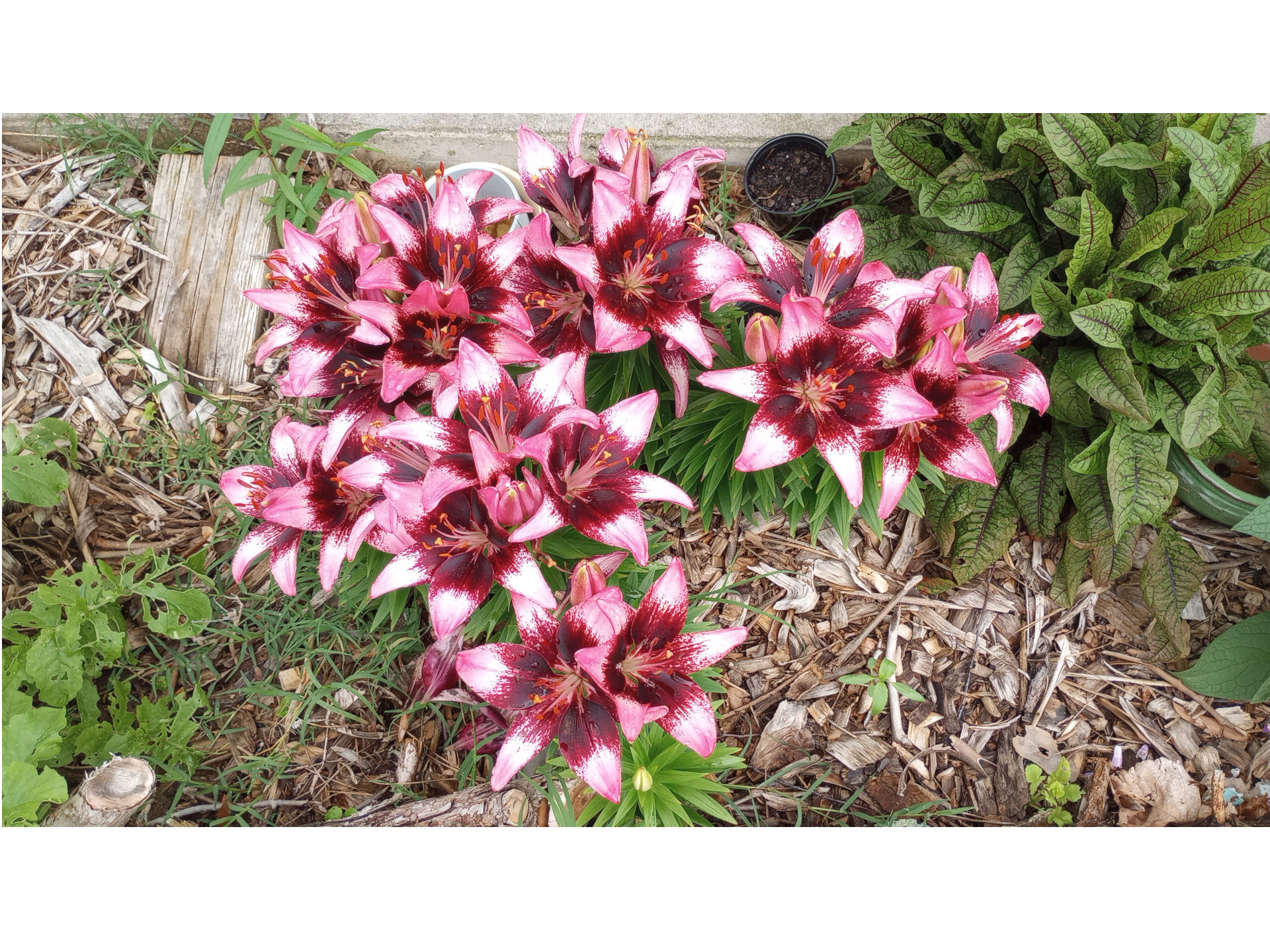Lillies
