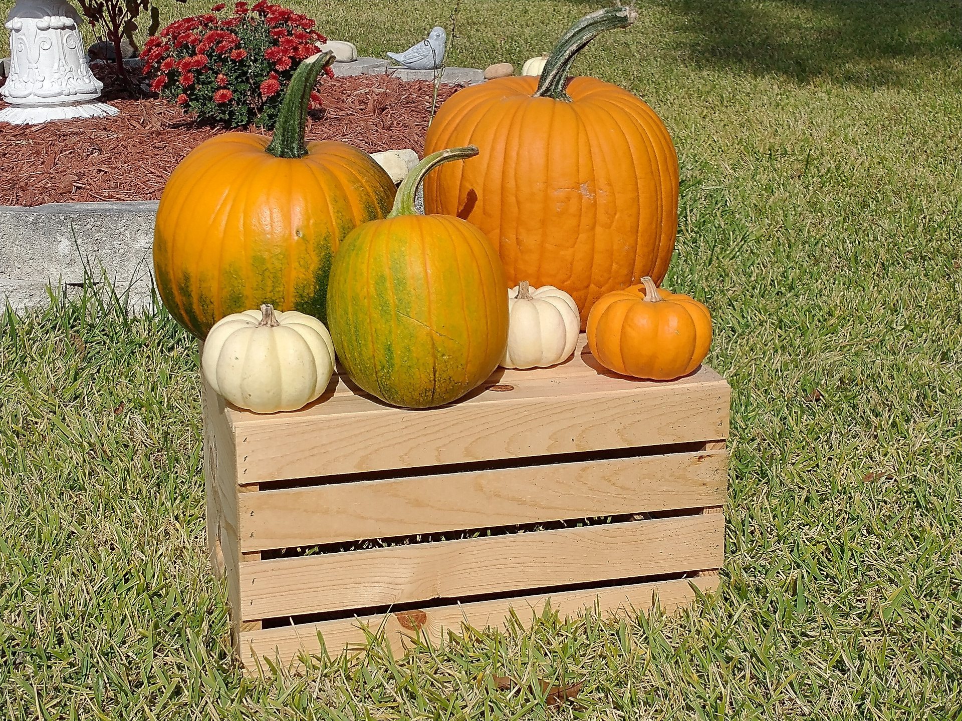 pumpkins