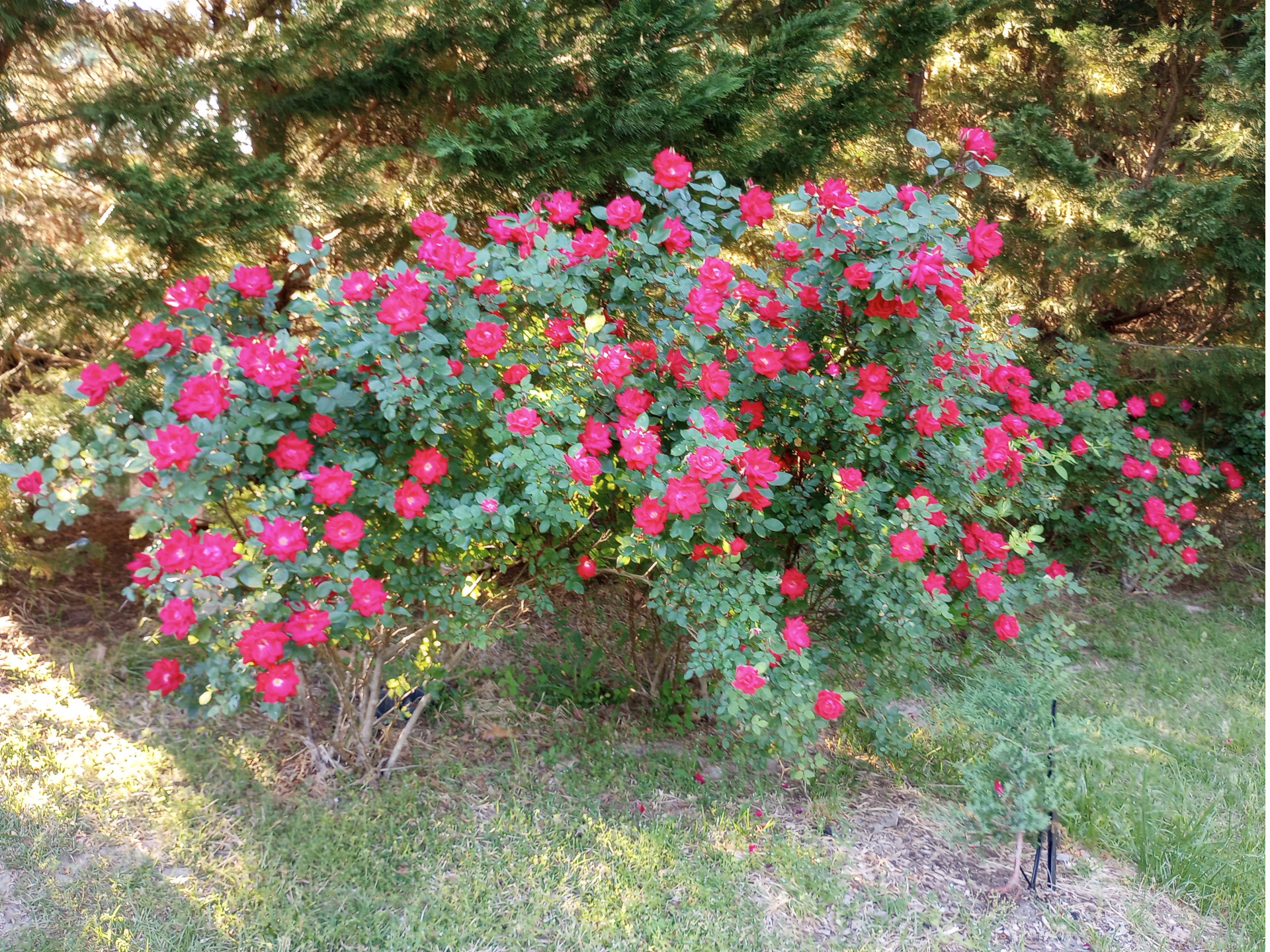 knockout-roses