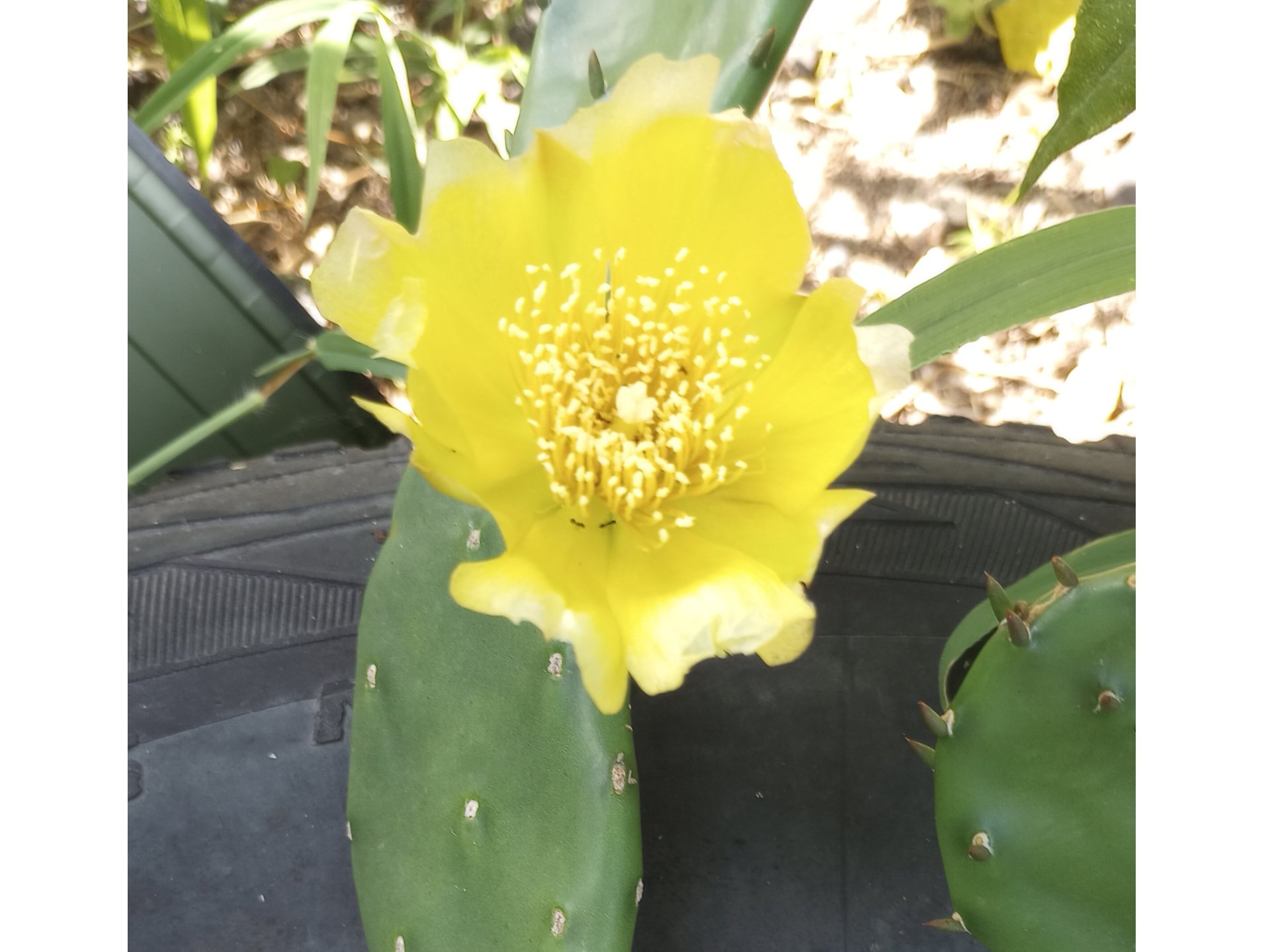 Prickly-pear