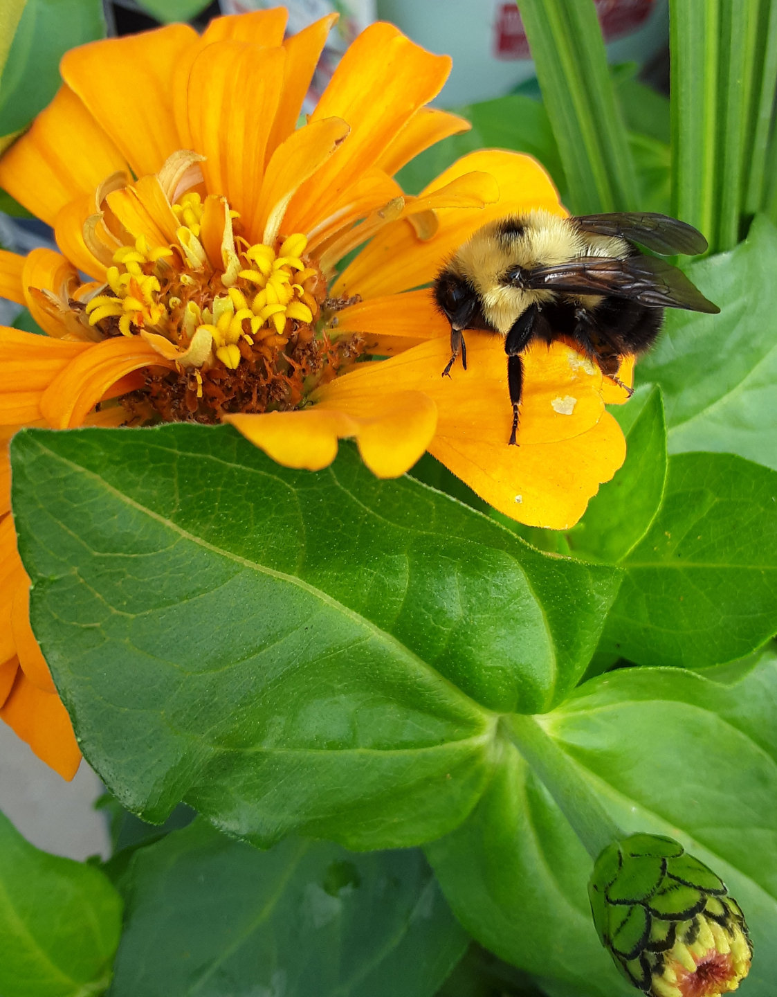 Flower Bee