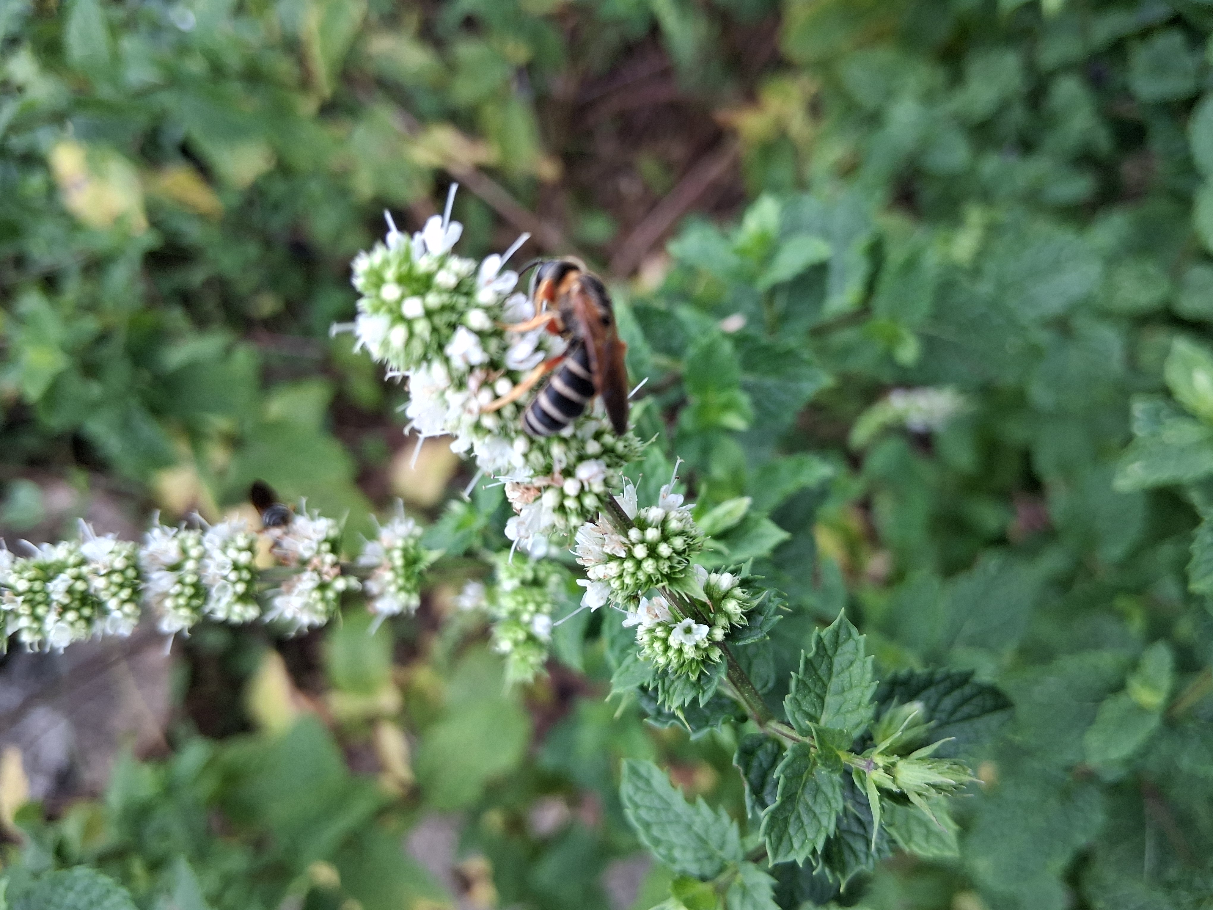 Hidalgo Mason Wasp