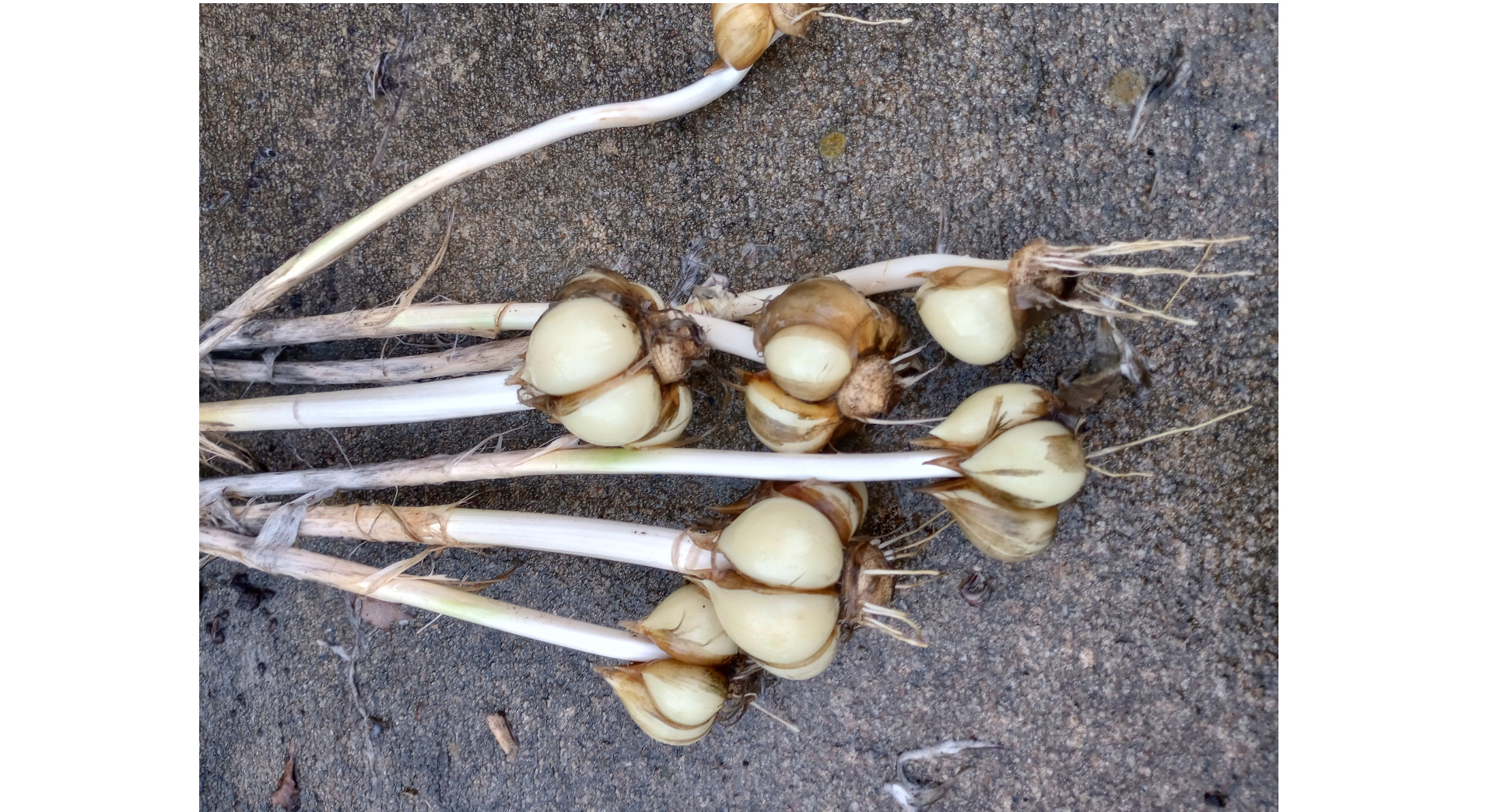 garlic-bulbs