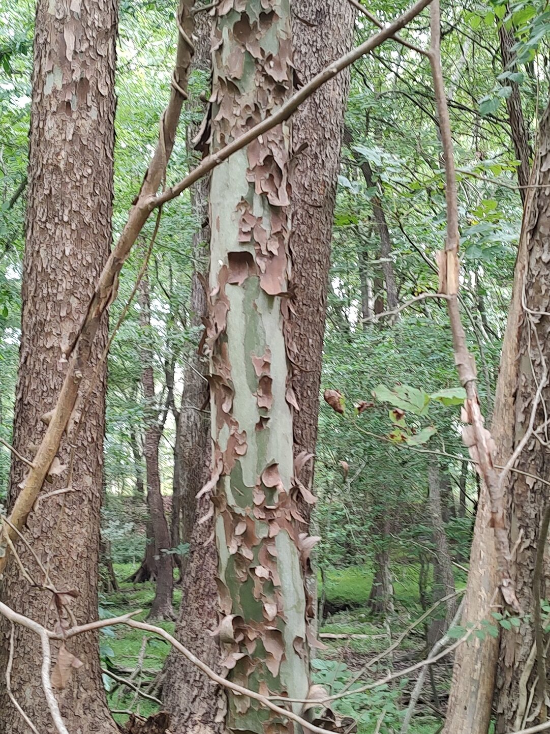 Close-up of tree trunks with peeling bark that flakes away in patches of tan and cinnamon, revealing smooth pale green and cream bark underneath.