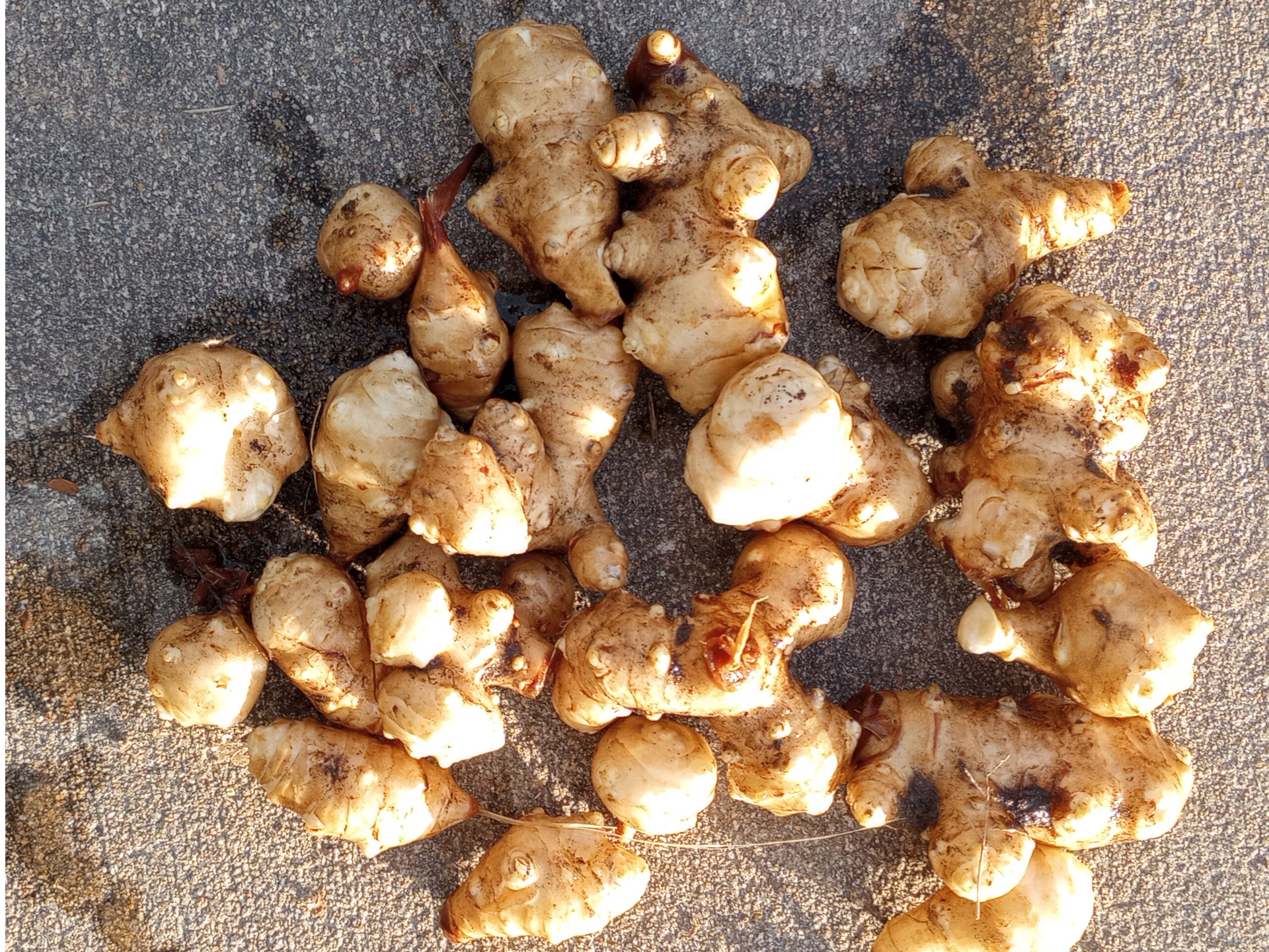 sunchokes