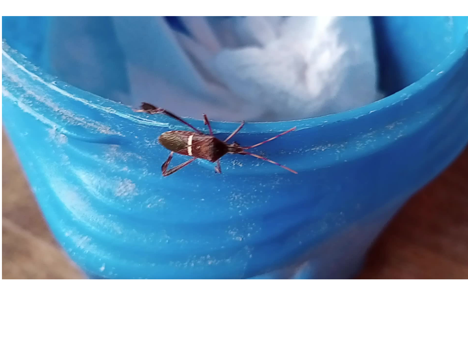 insect