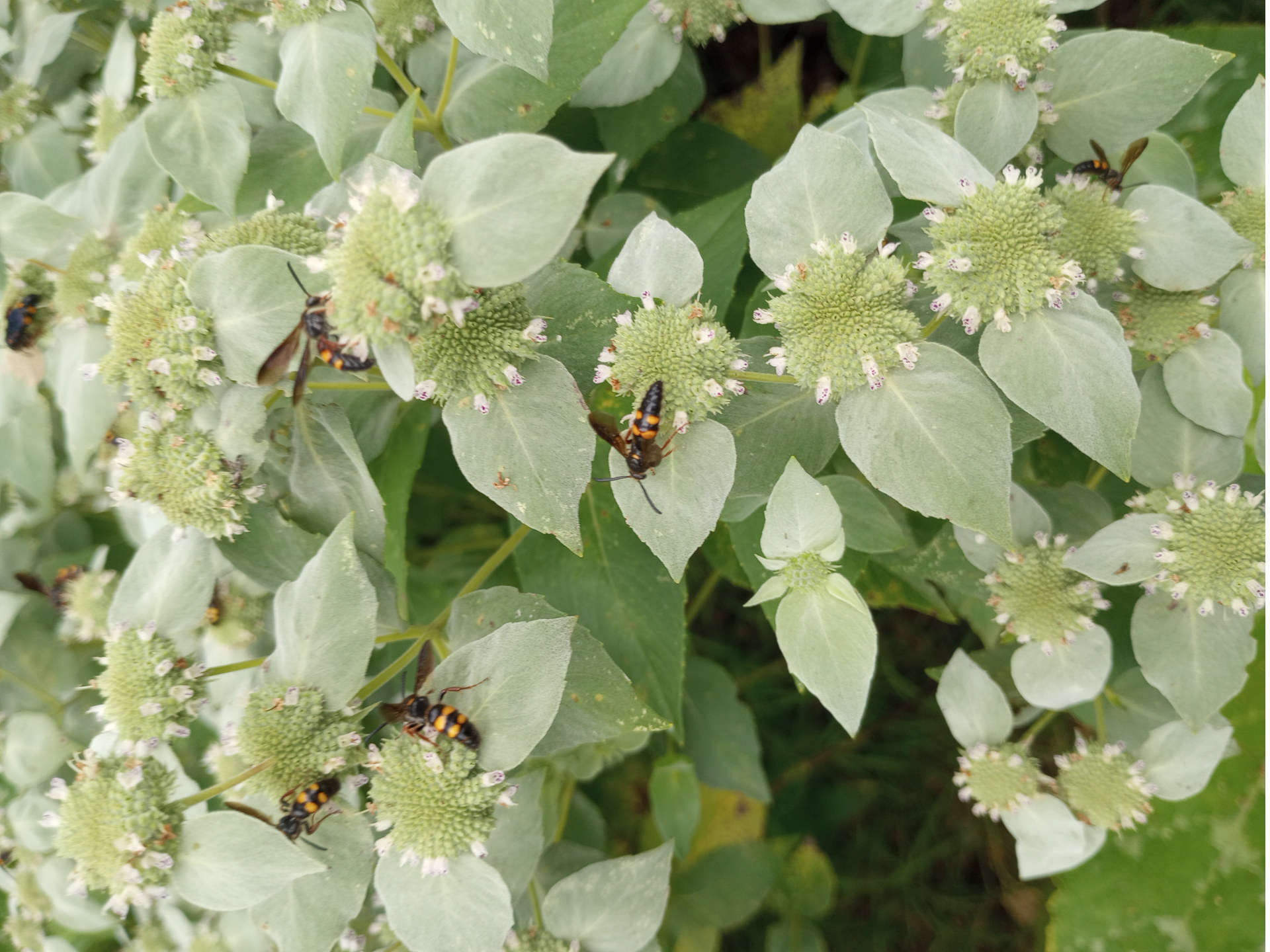 Insects