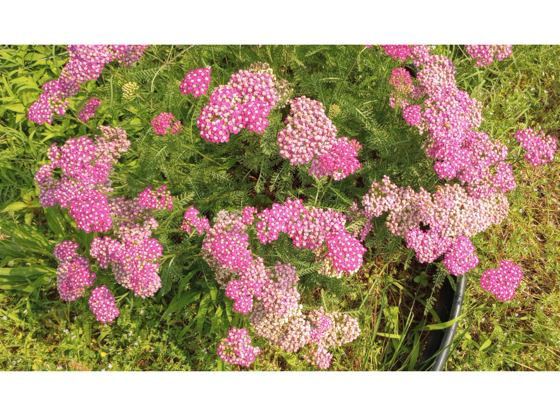 Pink-yarrow