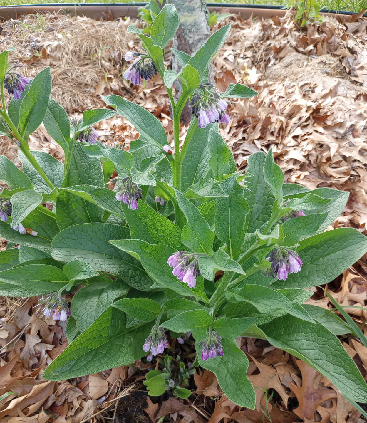 comfrey
