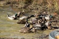 Aleta-Chambers_IMG_6158-Medium
