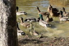 Aleta-Chambers_IMG_6161-Medium