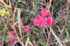 KimberlyL-H_IMG_2903-Medium